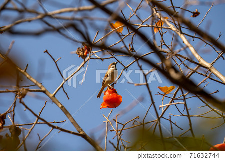 A sparrow eating a persimmon fruit that has become a tree under the autumn sky 71632744