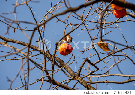 A sparrow eating a persimmon fruit that has become a tree under the autumn sky 71633421