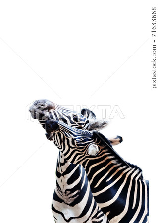 Two young zebras communicate with each other close-up portrait isolated Two young zebras communicate with each other close-up portrait isolated 71633668