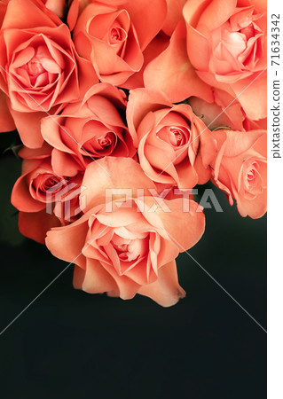 scarlet roses border on dark background with place for text 71634342