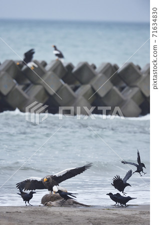 Steller's sea eagle and crows (Hokkaido) Steller's sea eagle and crows (Hokkaido) 71634830