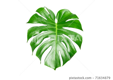 Monstera leaves isolated on white background with clipping path Monstera leaves isolated on white background with clipping path 71634879