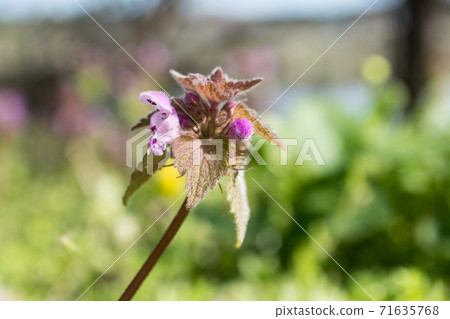 Ballota nigra spring close-up flower macro nature Ballota nigra spring close-up flower macro nature 71635768