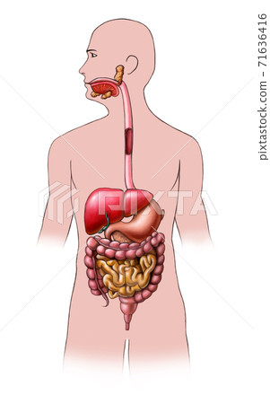 Digestive system Digestive system 71636416