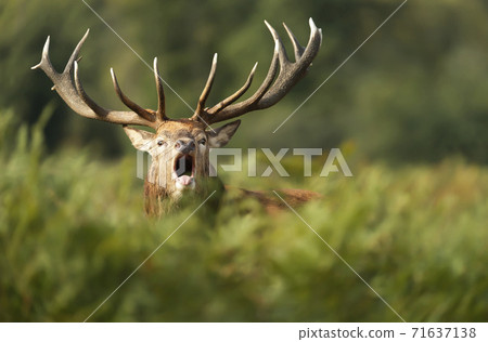 Close-up of a red deer stag calling during rutting season in autumn 71637138