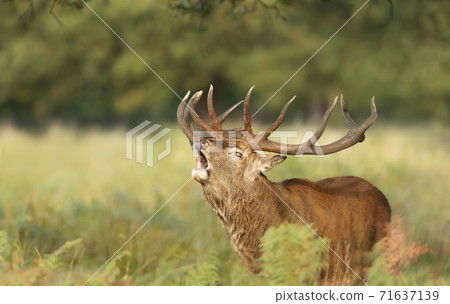Red deer stag calling during rutting season in autumn 71637139