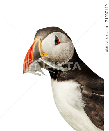 Close up of Atlantic Puffin with the beak full of sand eels on white background 71637140