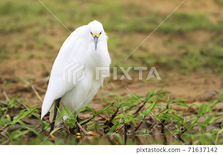 Close up of a snowy egret standing on a river bank 71637142