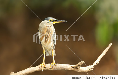 Close up of a perched Striated heron 71637143