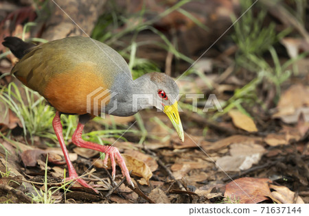 Close up of a little wood rail looking for food on a river bank Close up of a little wood rail looking for food on a river bank 71637144