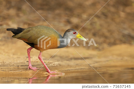 Close up of a little wood rail looking for food on a river bank Close up of a little wood rail looking for food on a river bank 71637145