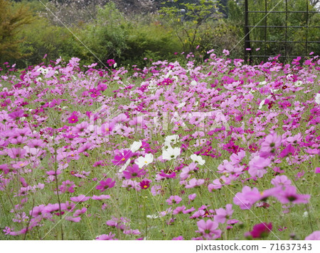 清水公園花幻想曲波斯菊 71637343