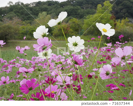 Shimizu Park Flower Fantasia Cosmos 71637344