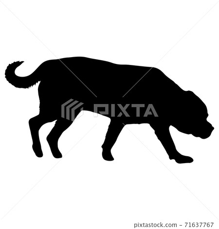Labrador dog black silhouette on white background 71637767