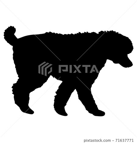 Poodle dog black silhouette on white background 71637771