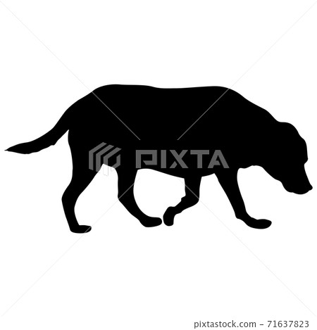 Labrador dog black silhouette on white background 71637823