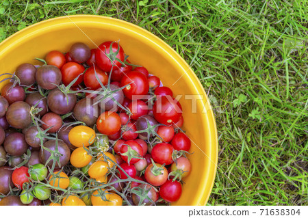 Fresh red purple yellow lots of tomatoes in big plate with green grass background Fresh red purple yellow lots of tomatoes in big plate with green grass background 71638304