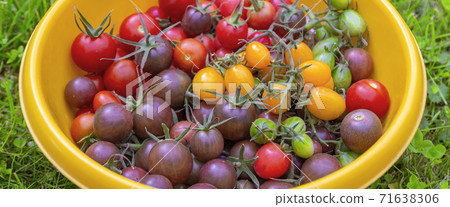 Fresh red purple yellow lots of tomatoes in big plate with green grass background Fresh red purple yellow lots of tomatoes in big plate with green grass background 71638306