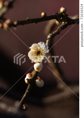 早春梅花 早春梅花 71638324