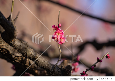 Early spring plum 71638327