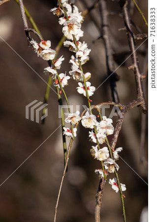 Early spring plum Early spring plum 71638333