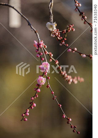早春梅花 早春梅花 71638340