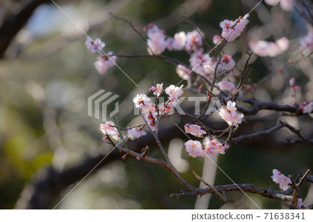 早春梅花 早春梅花 71638341