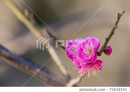 早春梅花 早春梅花 71638342