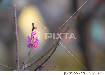 早春梅花 早春梅花 71638343