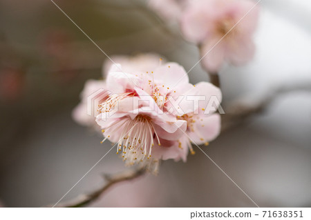 Early spring plum Early spring plum 71638351