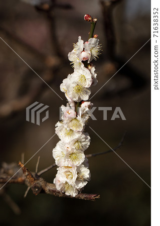 早春梅花 早春梅花 71638352