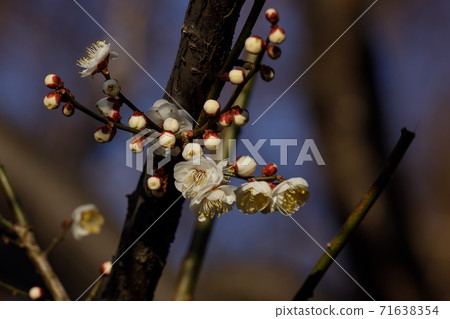 早春梅花 早春梅花 71638354