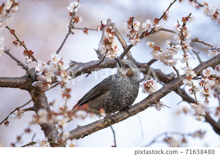 早春花李子和小鳥 71638480