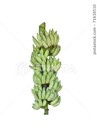 Cultivated banana bunch isolated Cultivated banana bunch isolated 71638510