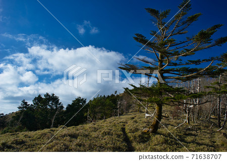 Pine and dead tree Pine and dead tree 71638707