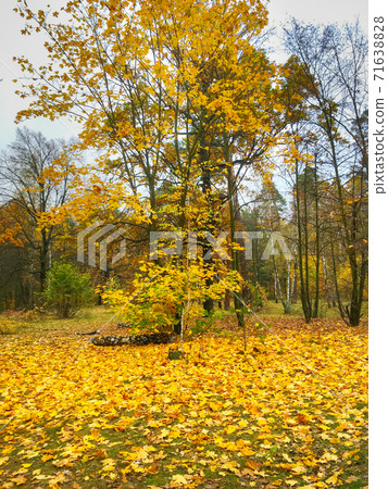 autumn leaves maple tree forest autumn leaves maple tree forest 71638828
