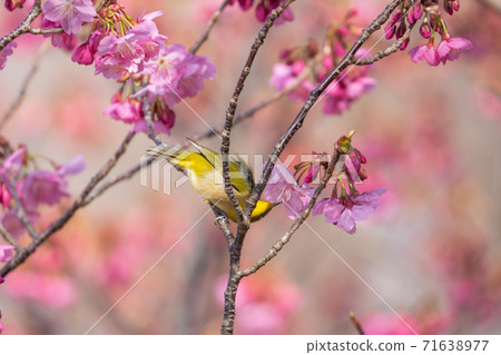 Spring flowers cherry blossoms and small birds Spring flowers cherry blossoms and small birds 71638977