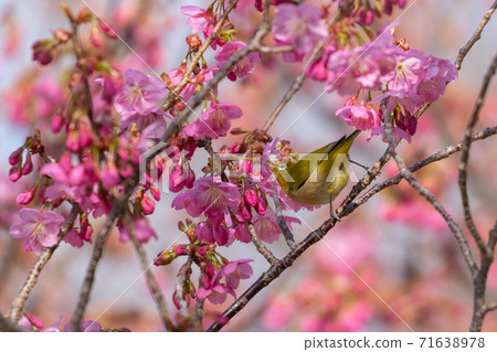 Spring flowers cherry blossoms and small birds Spring flowers cherry blossoms and small birds 71638978