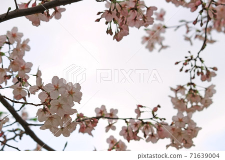 櫻花排成一圈 櫻花排成一圈 71639004