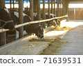 Beef feeding in the barn early in the morning 71639531