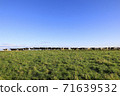 Cows walking in a row on a vast meadow 71639532