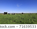 A herd of cows on a vast ranch 71639533