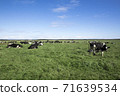 A herd of cows on a vast ranch 71639534