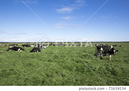 A herd of cows on a vast ranch 71639534