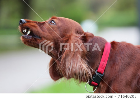 Red irish setter dog is roaring for protection at nature. Close up potrait of pet. Red irish setter dog is roaring for protection at nature. Close up potrait of pet. 71640203