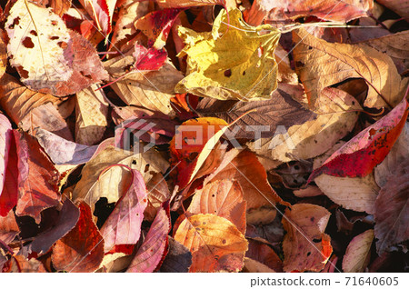 Deciduous leaves on the ground Deciduous leaves on the ground 71640605