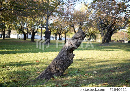 Dead tree in the park 71640611