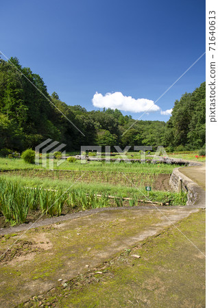 滿坂坂盛開時的福建省守公園 71640613