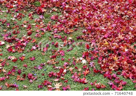 [Kyoto] Autumn scenery 71640748