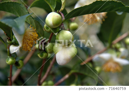 Tea flower bud 71640759